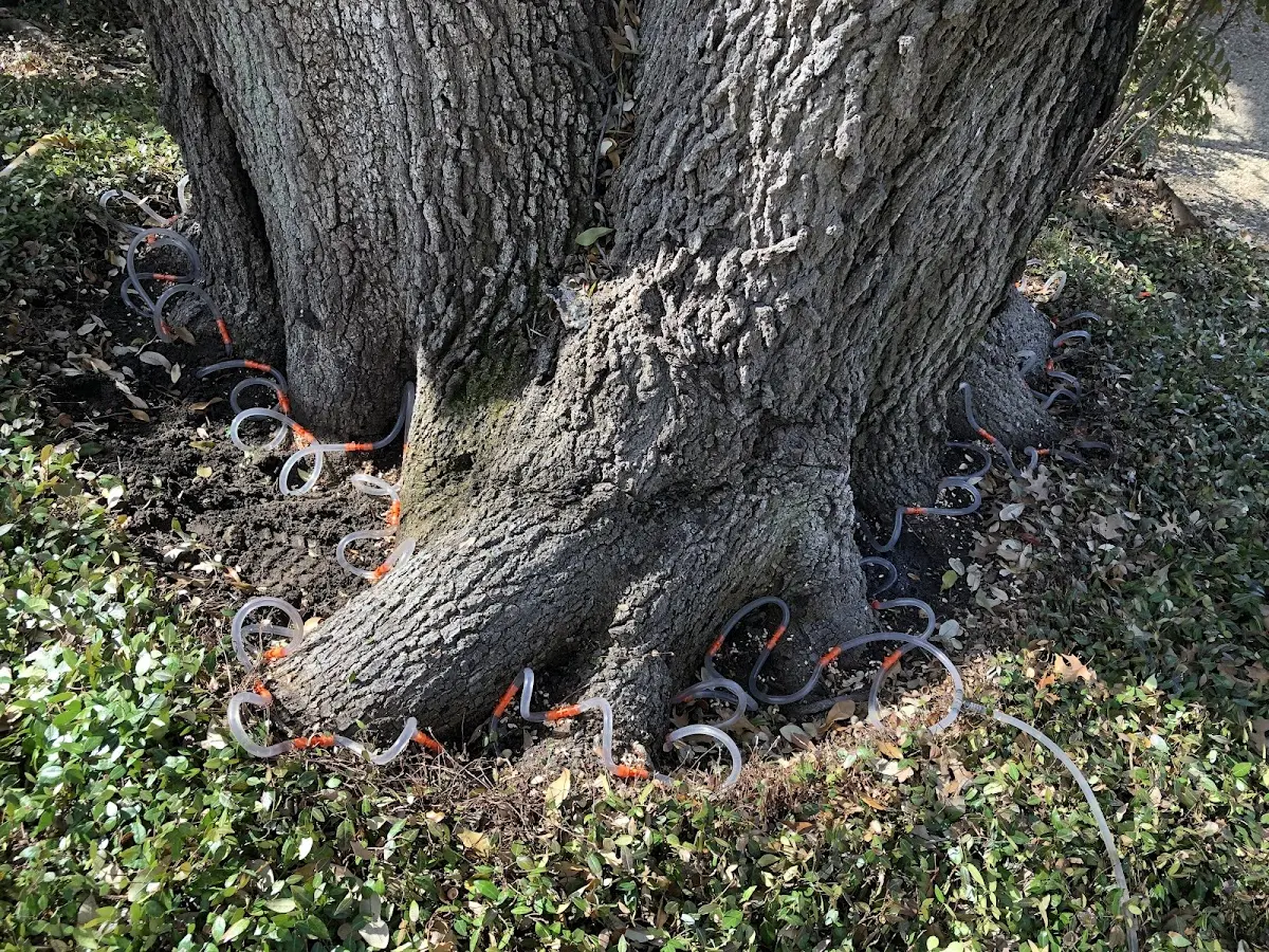 Detailed Tree Cabling and Bracing job site in Oakwood