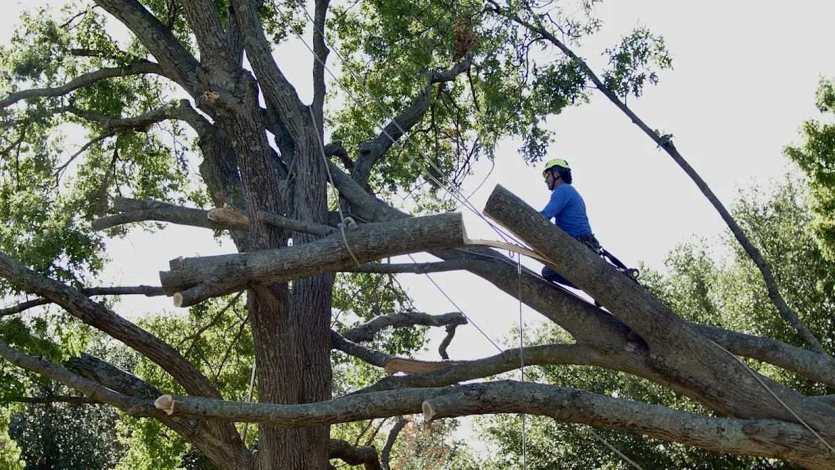 Professional Hazardous Tree Removal performed by certified arborists in Oakwood