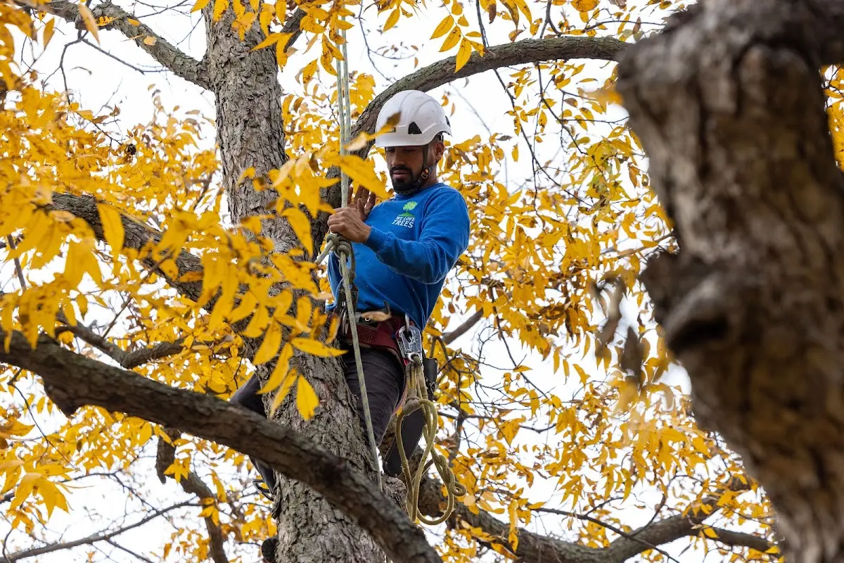 Skilled Tree Pruning crew working in Oakwood